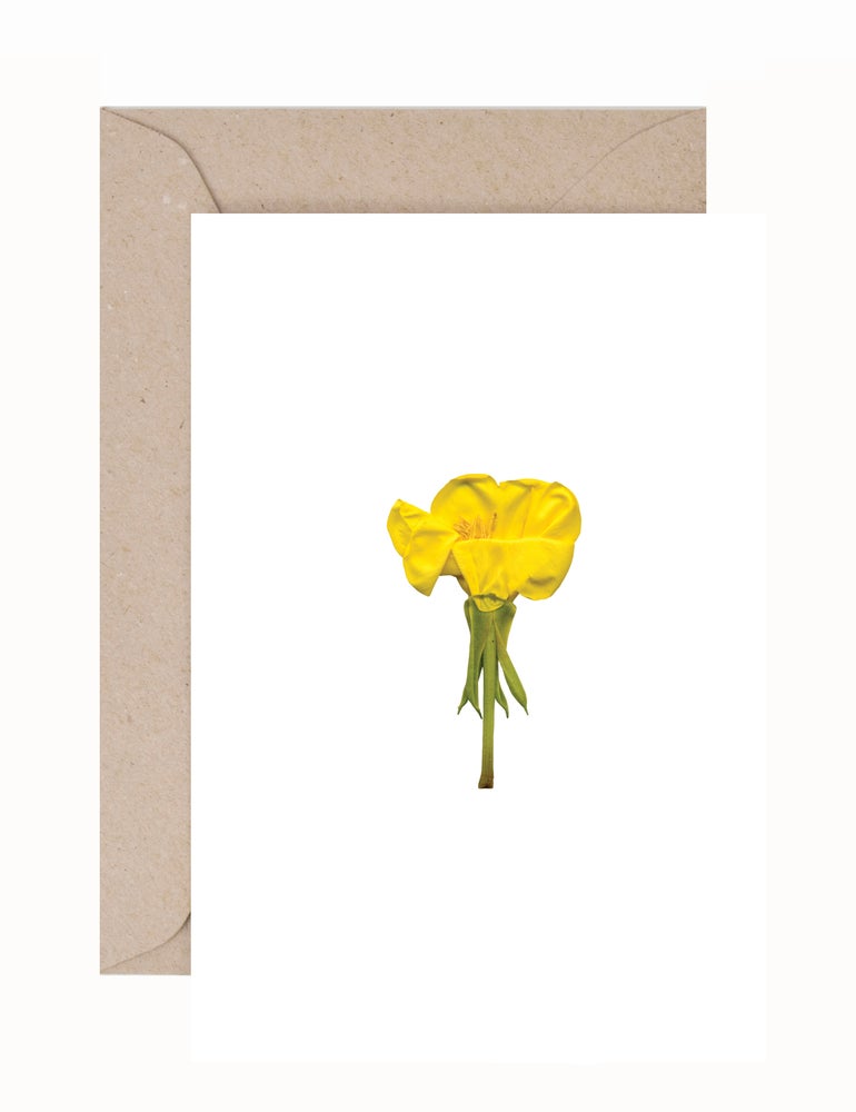 Julie Davies: Onagraceae Greeting Card & Envelope