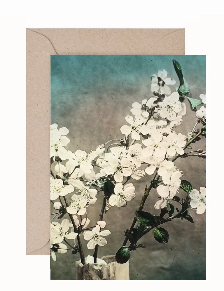 Stewart Russell: Cherry Blossom Greeting Card & Envelope