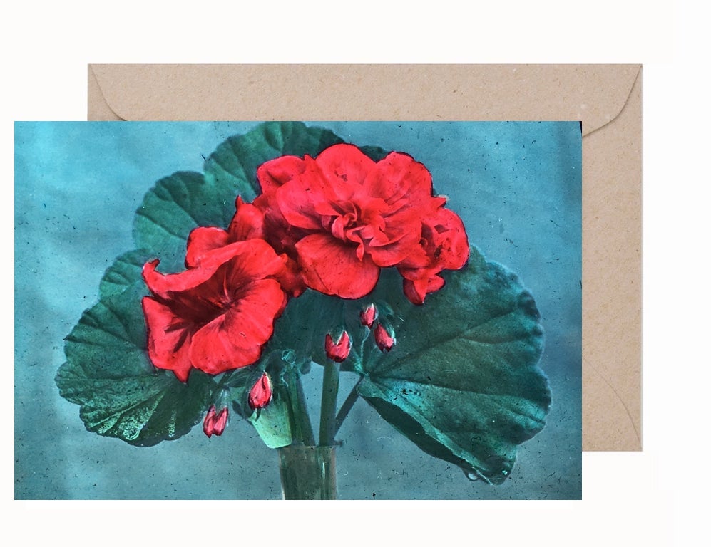 Stewart Russell: Geranium Greeting Card & Envelope