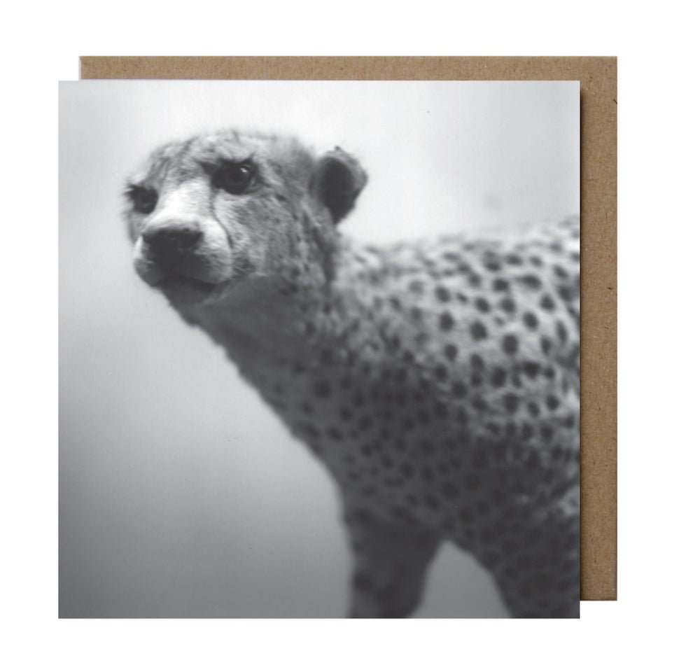 Zoe Ali: Leopard Greeting Card & Envelope