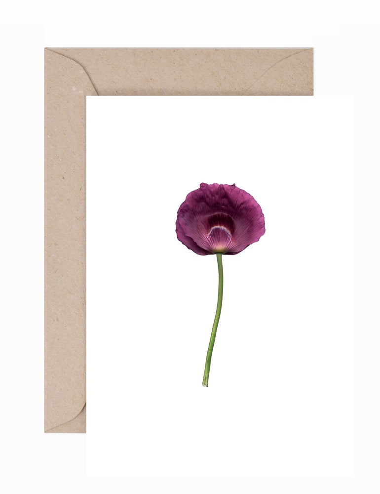 Julie Davies: Papeveraceae Greeting Card & Envelope