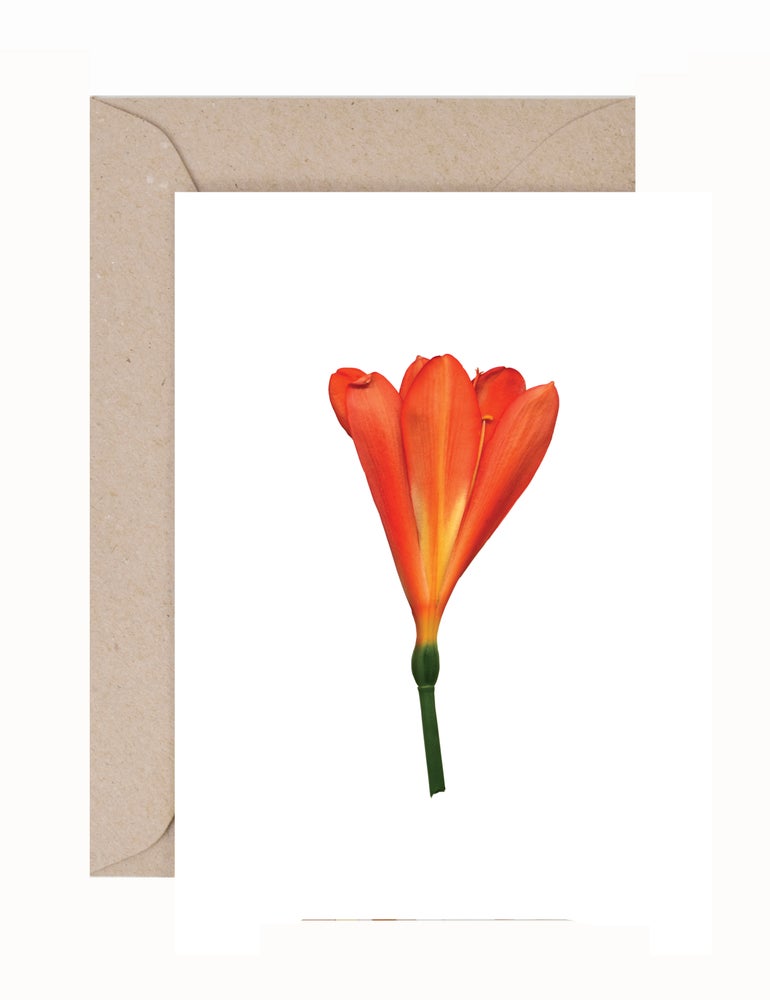 Julie Davies: Schizostylis Greeting Card & Envelope