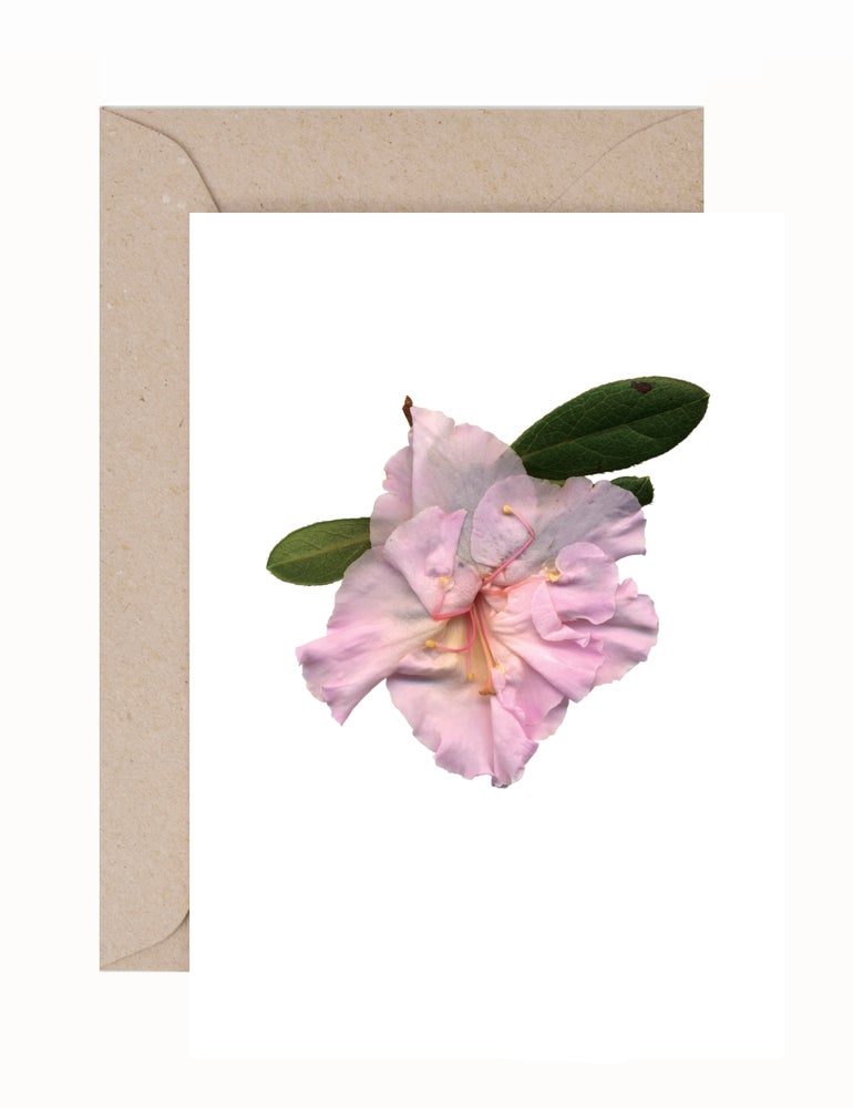 Julie Davies: Ericaceae Greeting Card & Envelope