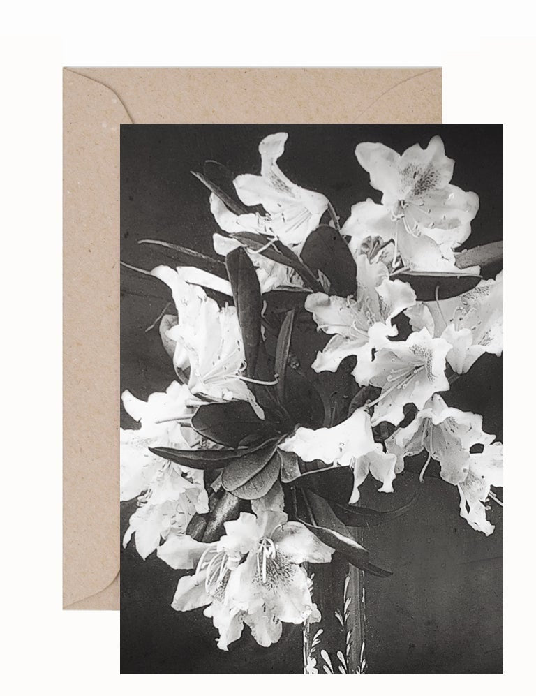 Stewart Russell: Lily Greeting Card & Envelope