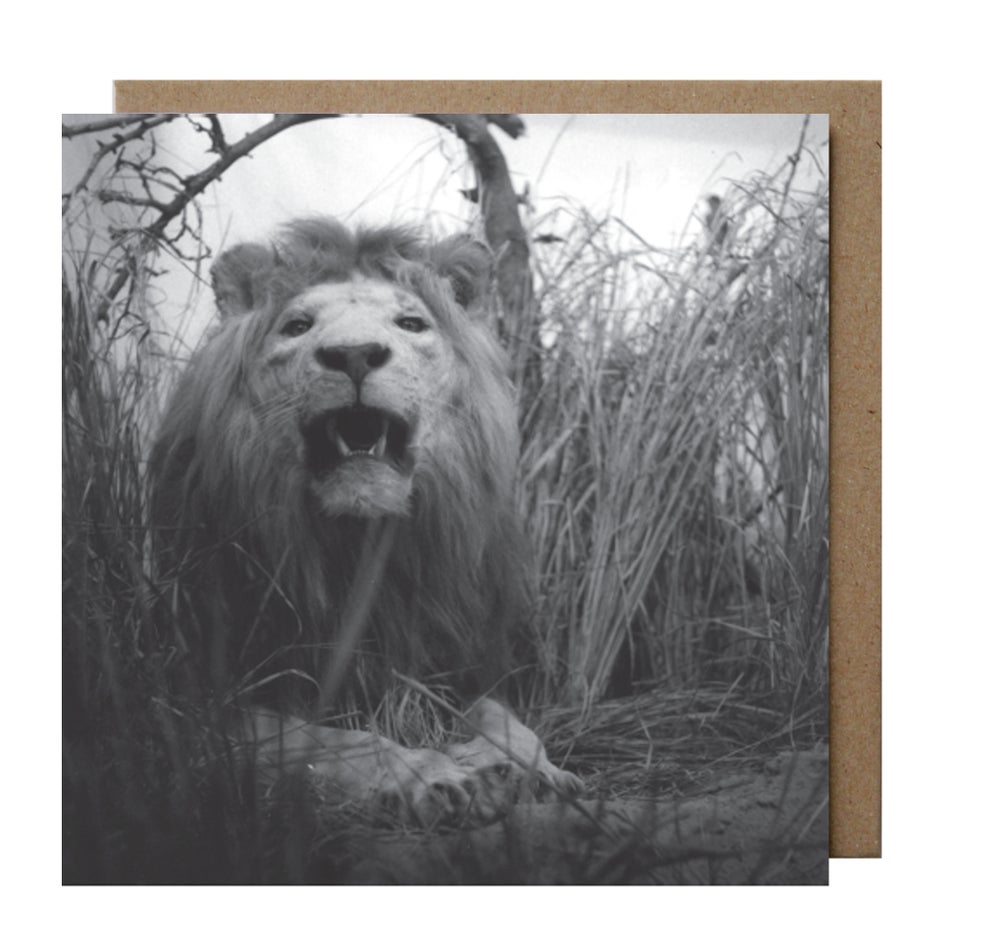 Zoe Ali: Lion Greeting Card & Envelope
